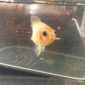 困った子ちゃん ~ε( ε^o^)эの画像