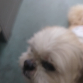 癒し担当特別社員の画像