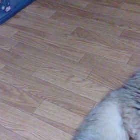 猫キックの画像