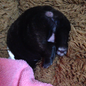 キャメロンベビーの画像