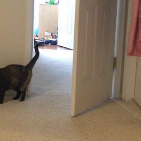 我が家の犬みたいな猫。の画像