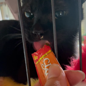 新顔登場の画像