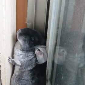 チンチラmofmofの画像