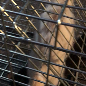 子猫2匹捕獲の画像