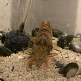 仮面ライダー？の画像