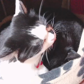 姉さんと弟の画像