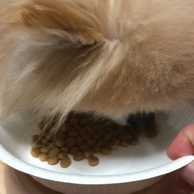 ご意見をっ！の画像