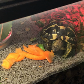 ヘルマンリクガメ虎太朗の画像