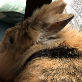 今朝のミケちゃんの画像