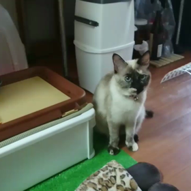 ごはん〜ฅ ^ •ω• ^ ฅの画像