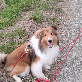 超ショート走りの画像