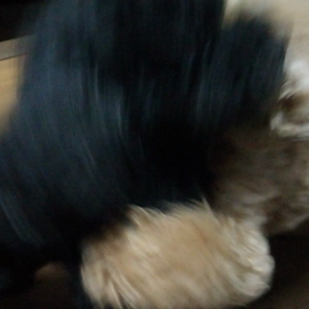 散歩から帰ってきてもの画像