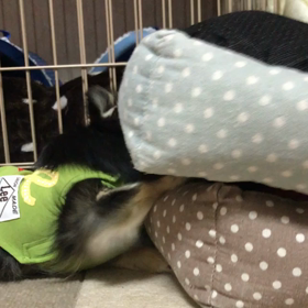 並んで寝てたょね⁉️の画像