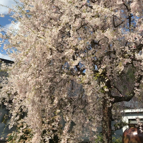 大樹寺にて撮影しましたの画像