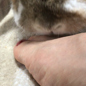 ご機嫌とりの画像