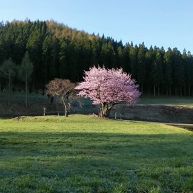 貫禄のある★とても綺麗な桜と出会いましたの画像