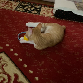 ネコ用のオモチャの画像