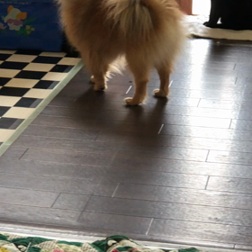 ”猫の日だからお願いごと。”の画像