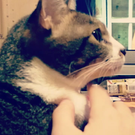 我が家の猫ちゃんvol.359の画像