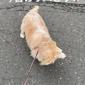 今日のリハビリ~カラスの鳴き声入りの画像