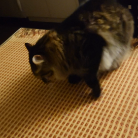 ここ掘れ?の画像