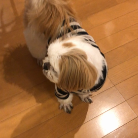 悩むハル君の画像