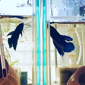 シンクロJUMPするルル&リーフとキラ君の画像
