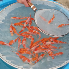 きんせん　その２の画像