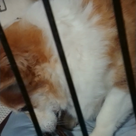 咬みごたえあり！の画像