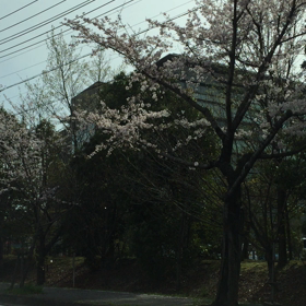 桜並木に癒されの画像