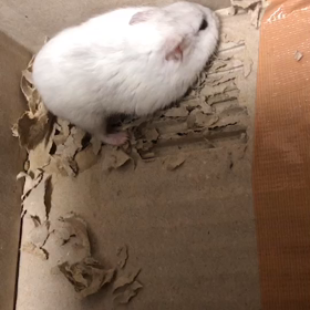 大福あるくの画像