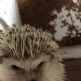 180日目歯磨き上手に出来るかなの画像