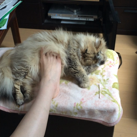 よんよんの日だよん╰(*´︶`*)╯♡の画像