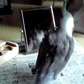 動画。。。♪    ハルくん編☆の画像