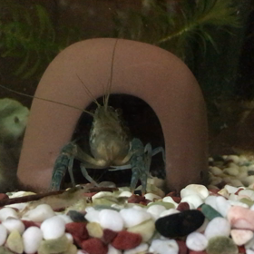 今日のミステリークレイフィッシュ（動画）の画像