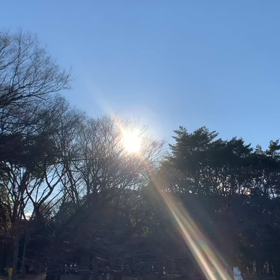 12月31日12わんこと2時間遠足　代々木公園表参道の画像