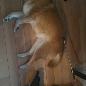 大人しい☆の画像