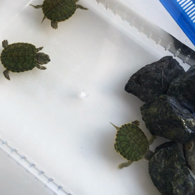 カメを飼い始めました。の画像