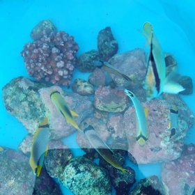 第八戦&第九戦の画像