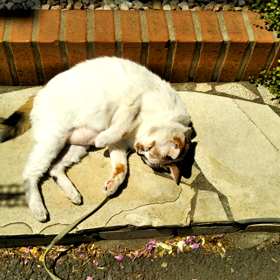 はなちゃん、もうすぐ14歳。元気です❗の画像