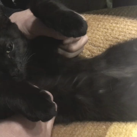 黒猫とマッサージの画像