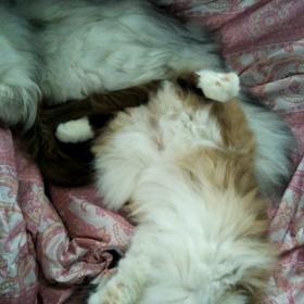 発情シスターズ(ΦωΦ)の画像