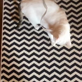 噛みつき猫の画像