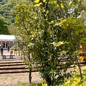 碓氷峠鉄道文化むらGW2022の画像