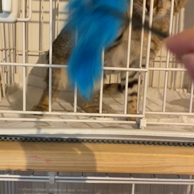 ゾロくん里親募集中✨✨の画像