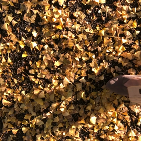 2020年11月8日の画像