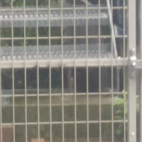 アライグマさんが食べてます。の画像