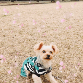 スタバとお花見♡の画像