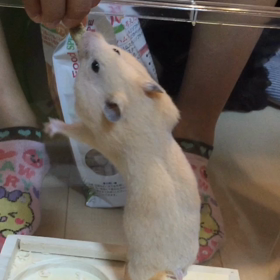 新しい家族の画像