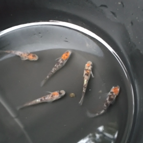 越冬前のチェック️️の画像